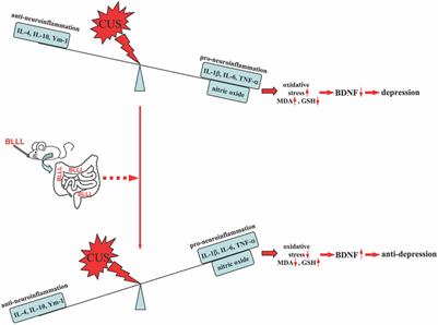 A novel probiotic formula, BLLL, ameliorates chronic stress-induced depression-like behaviors in mice by reducing neuroinflammation and increasing neurotrophic factors